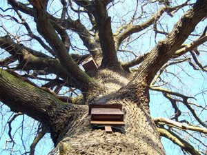 Baum
